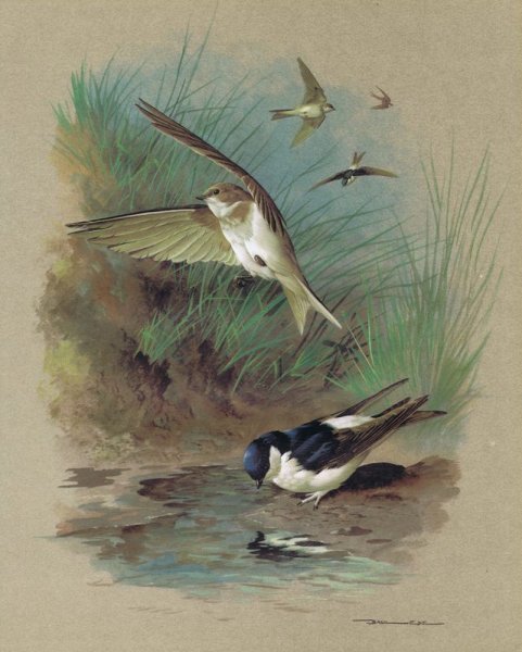 Базиль Эде ласточки