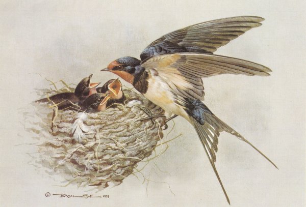 Базиль Эде ласточки