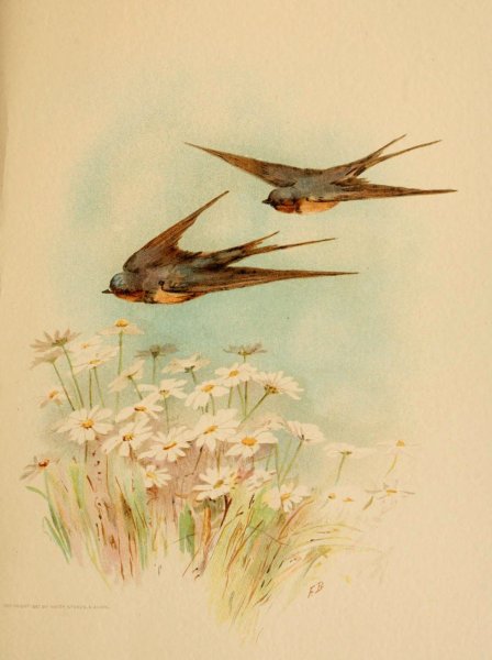 Фиделия Бриджес