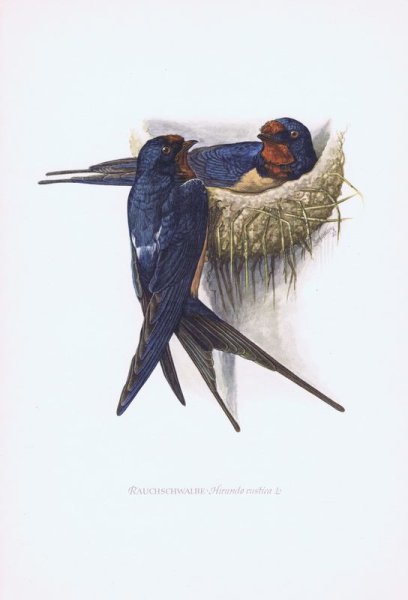 Картина гнездо ласточки