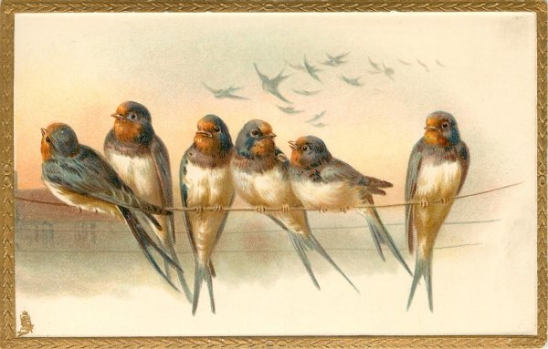 Птицы для декупажа