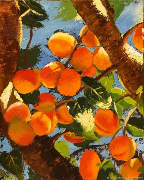 Абрикос картина
