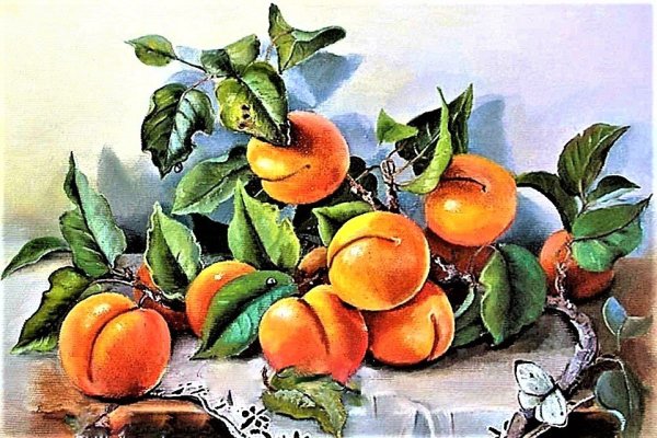 Абрикосы маслом картина