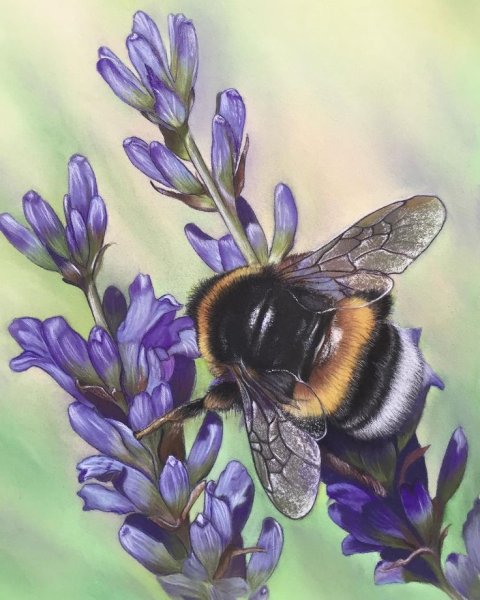 Шмель картина