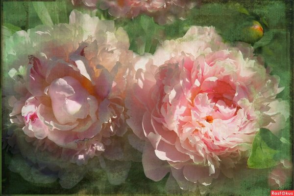 Александр Сергеев живопись цветы картины