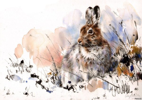 Lucy Newton акварель