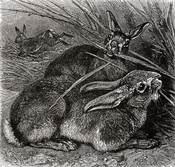 Зарисовки животных углем