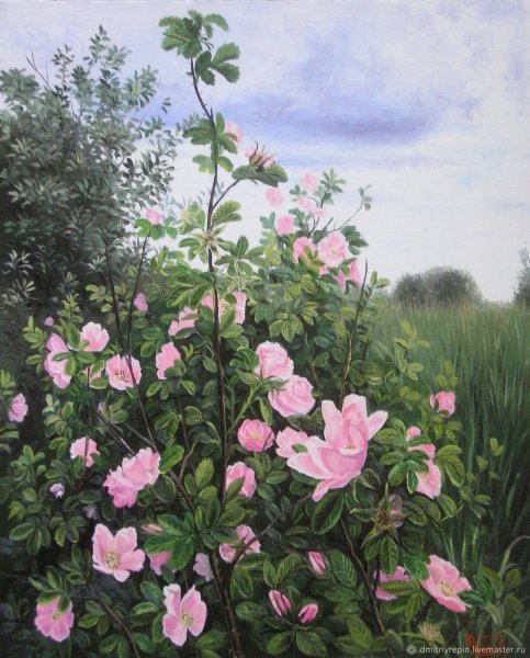 Сыромятникова шиповник