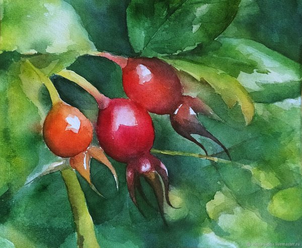 Шиповник в живописи