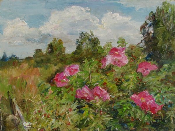 Куст шиповника Андрияка