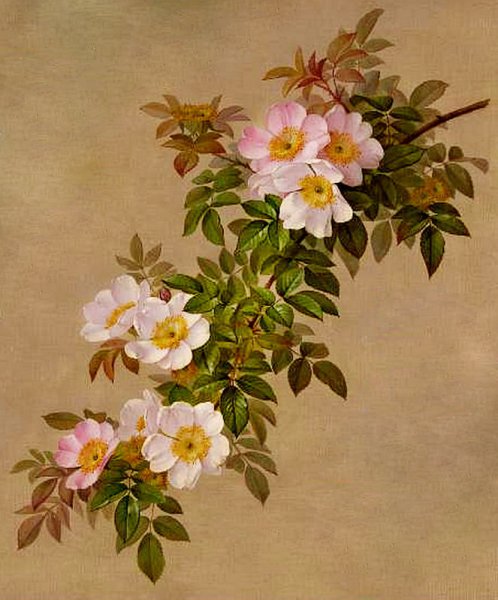 Поль де Лонгпре картины ежевика