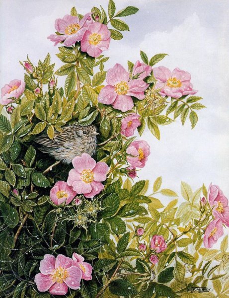 Куст шиповника акварель