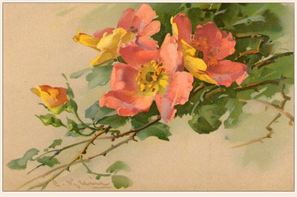 Катарина Кляйн шиповник