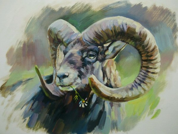 Живопись горный баран Архар