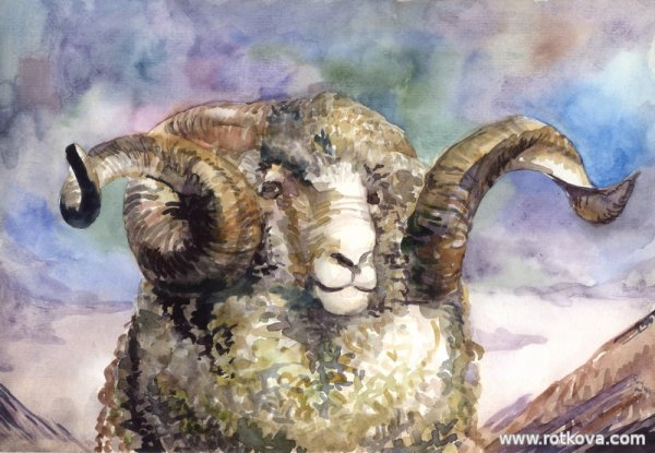 Баран картина