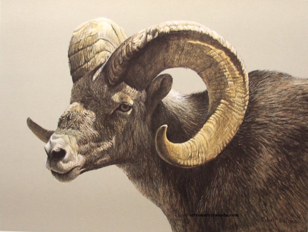 Картина голова барана