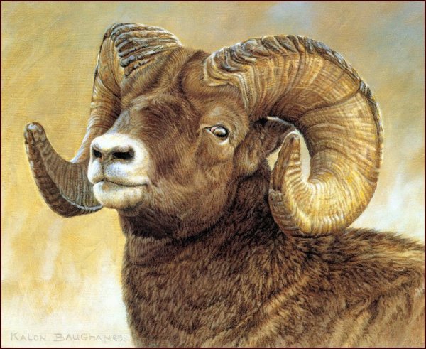 Картина овечки