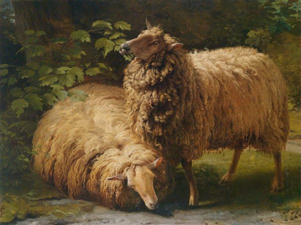 Овцы живопись