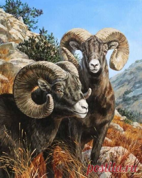 Овцы картины художников