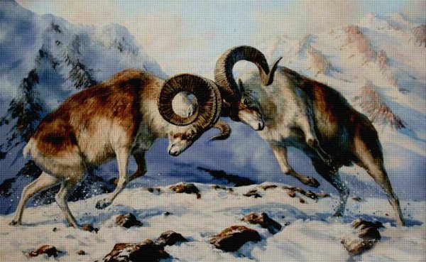 Роза Бонер - баран