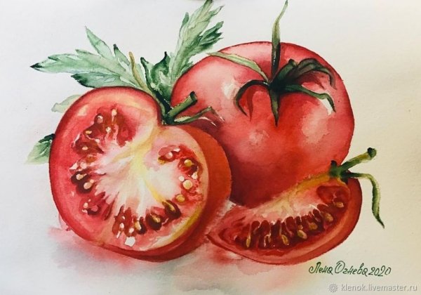Томат акварель Аэлита