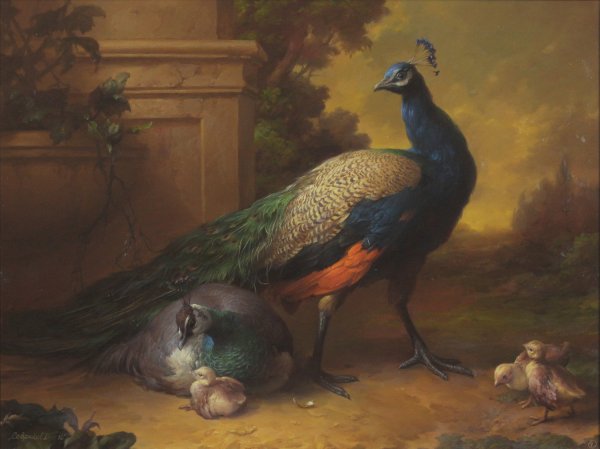 Павлин маслом на холсте Дмитрий Севрюков