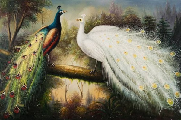 Павлины пара