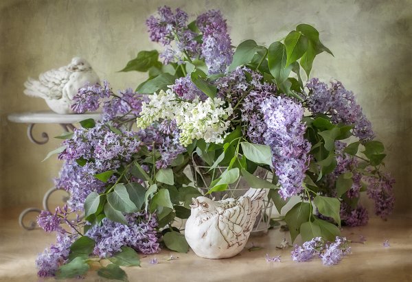 Денис октябрь сирень