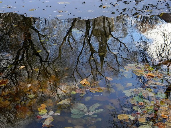 Отражение в воде