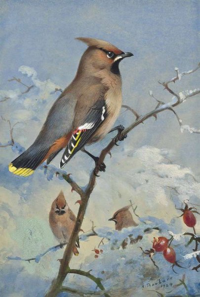 Арчибальд Торберн птицы