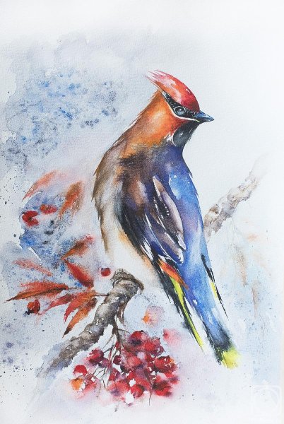 Свиристель акварелью