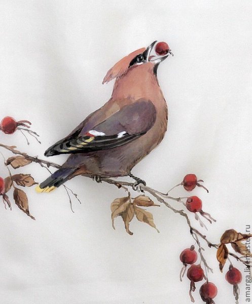 Свиристель птица акварель