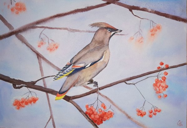 Рябинка свиристель акварель