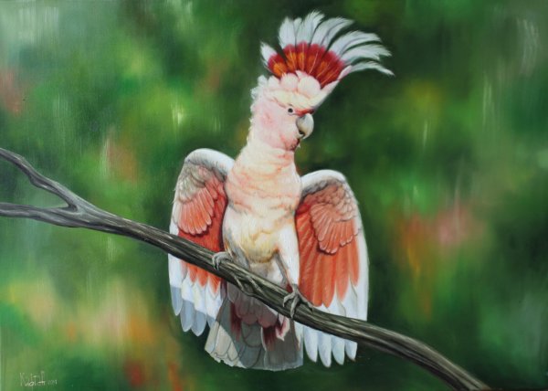 Попугай Какаду картина