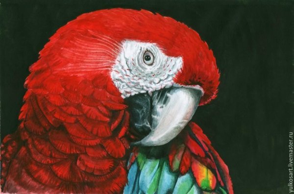 Красный ара арт