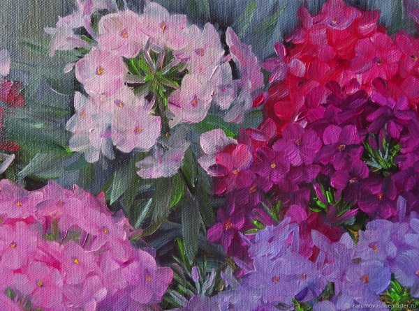 Флоксы в живописи маслом