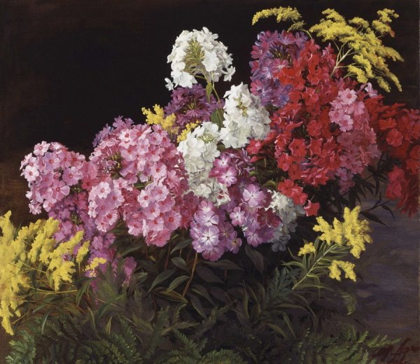 Флоксы акварелью Андрияка