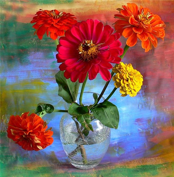 Андрияки герберы