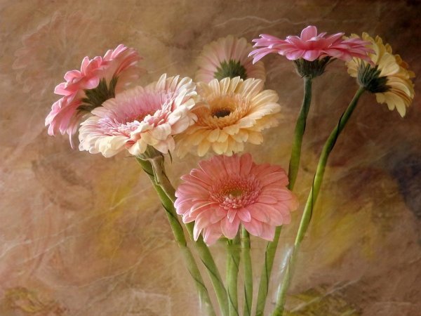 Андрияки герберы