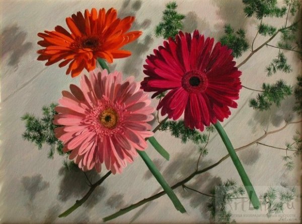 Герберы пастелью