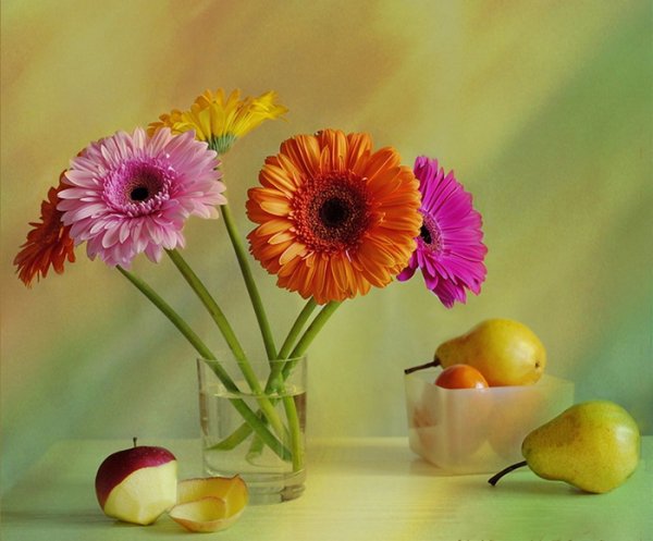 Фотонатюрморты с герберами