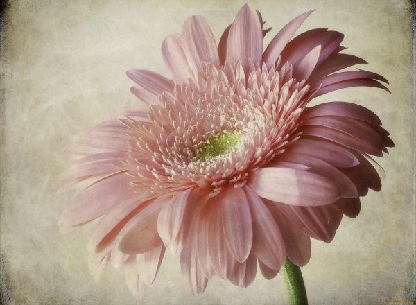 Гербера Фарао