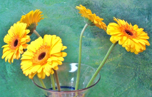 Желтые герберы в горшке