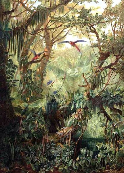 Уильяма Стейга« джунгли забахаба»