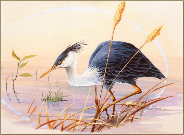 Eric Shepherd птицы