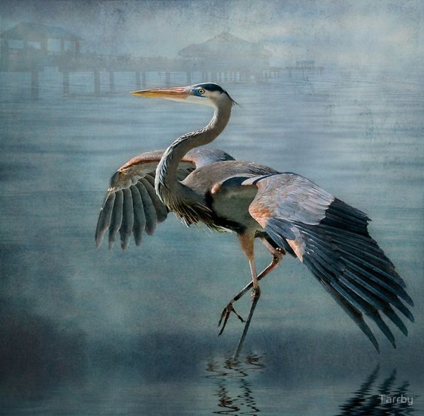 Журавль гуашью