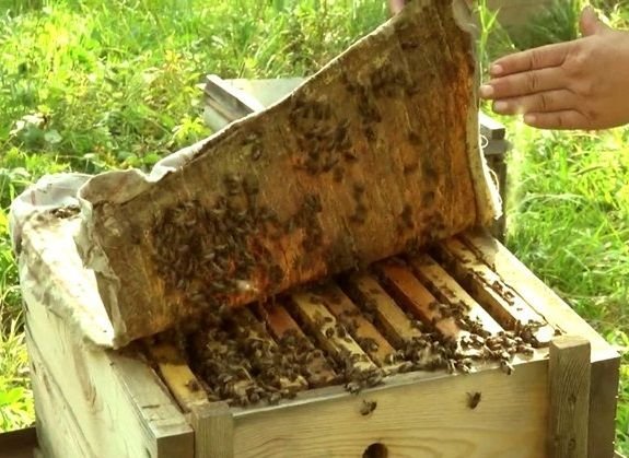 Положок прополисный