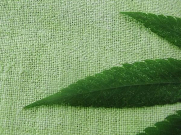 Живопись марихуана