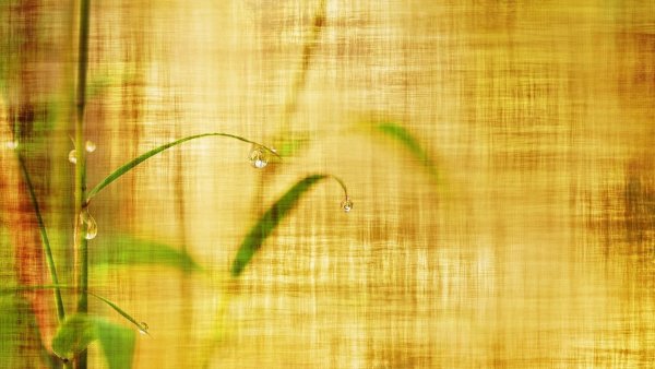 Обои натуральные Cosca тростник