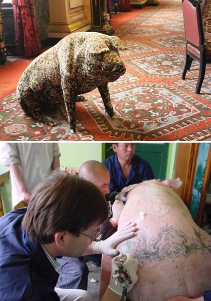 ВИМ Дельвуа тату на свиньях